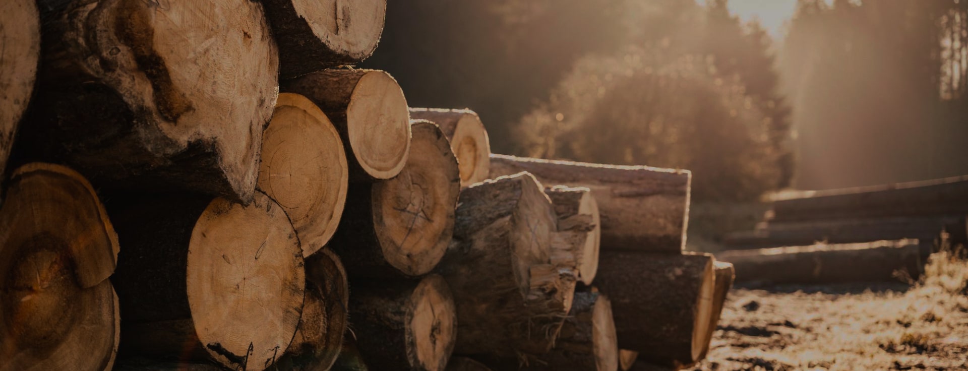 Tartak Kołodziej - widok na tartak w Piekielniku